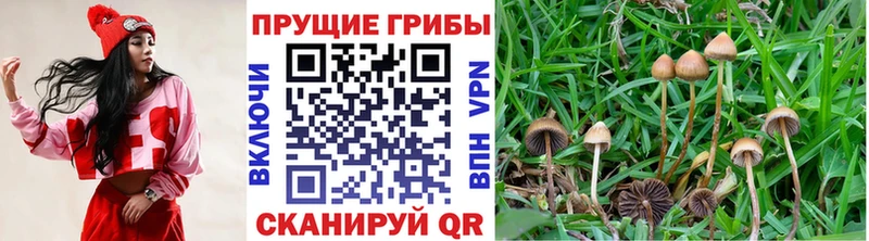 Псилоцибиновые грибы прущие грибы Переславль-Залесский